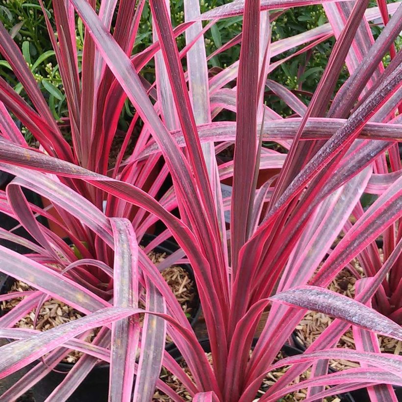 Cordyline australis Pink passion - Cabbage Tree (Foliage)