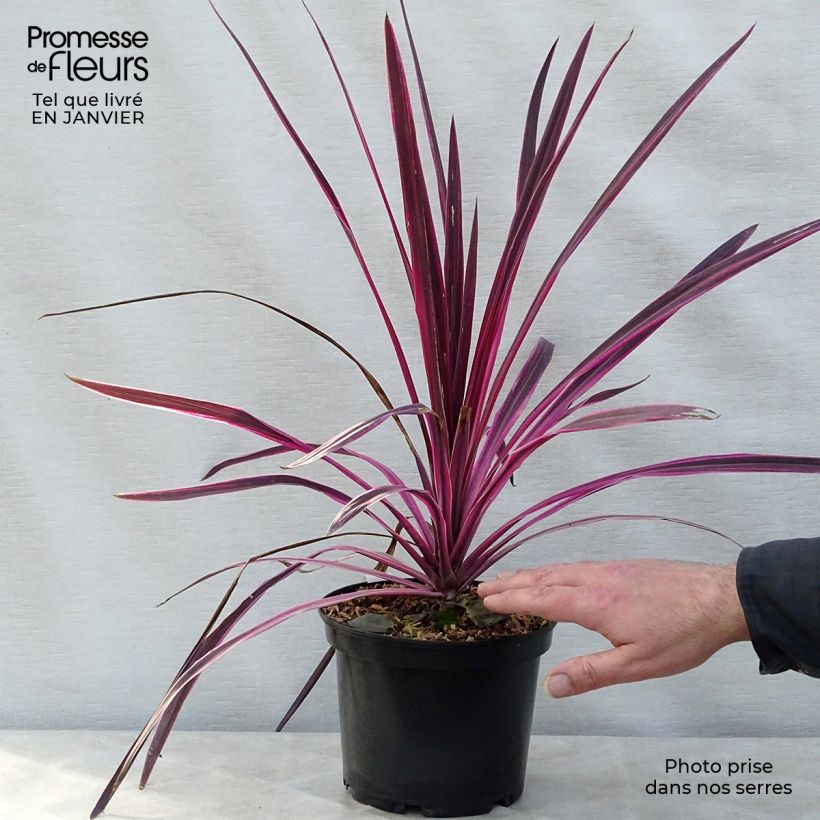 Cordyline australis Pink passion - Cabbage Tree 2L/3L pot sample as delivered in winter