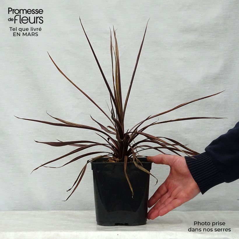 Cordyline australis Red Star - Cabbage Tree 2L/3L pot sample as delivered in spring