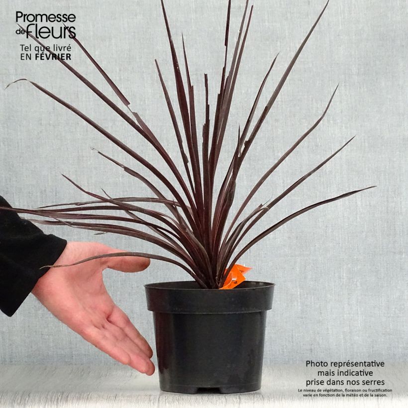 Cordyline australis Red Star - Cabbage Tree 2L/3L pot sample as delivered in winter