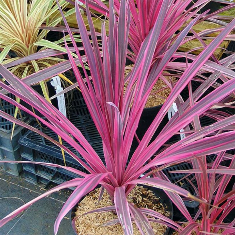 Cordyline australis Southern Splendour - Cabbage Tree (Plant habit)