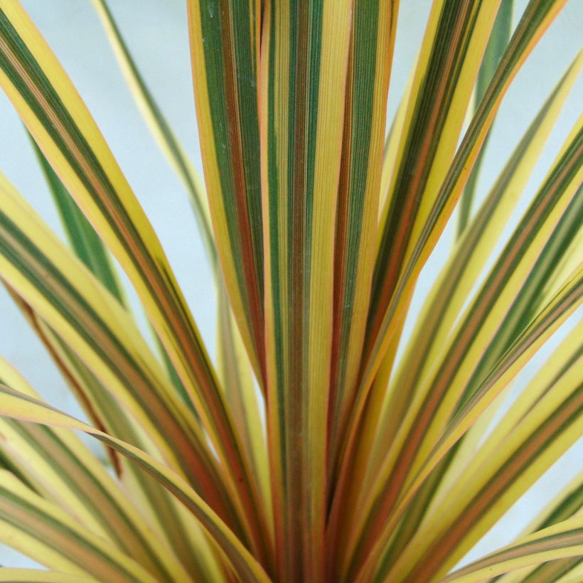 Cordyline australis Torbay Dazzler - Cabbage Tree (Foliage)