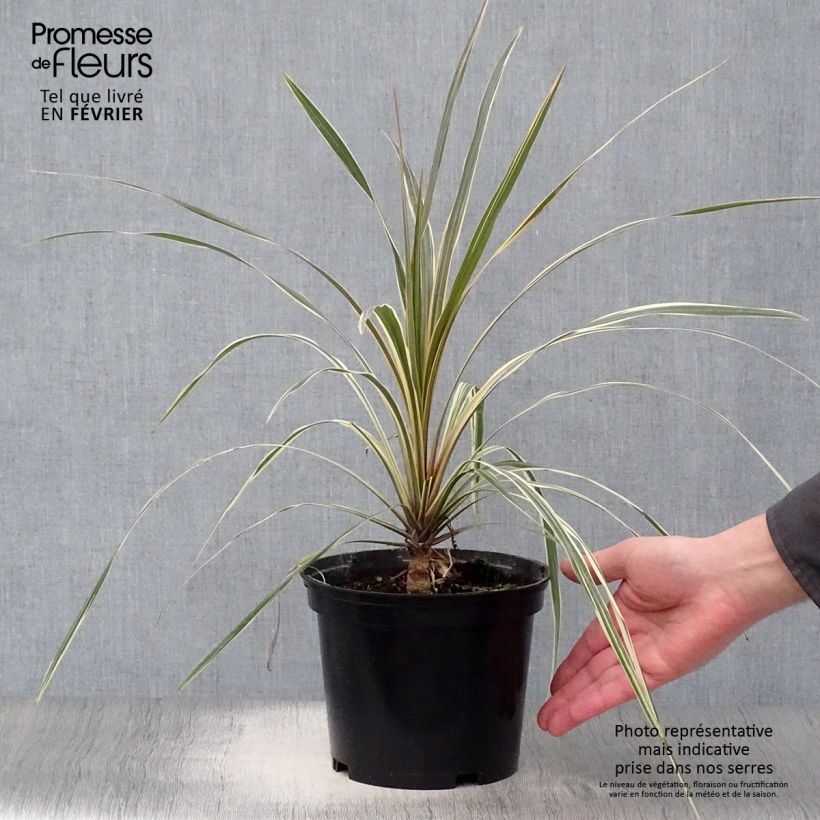 Cordyline australis Torbay Dazzler - Cabbage Tree 2L/3L pot sample as delivered in winter