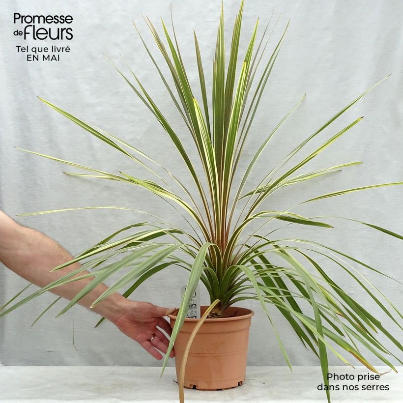 Cordyline australis Torbay Dazzler - Cabbage Tree 4L/5L pot sample as delivered in spring