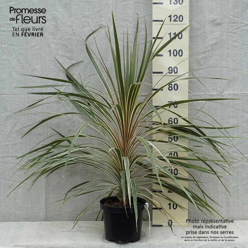 Cordyline australis Torbay Dazzler - Cabbage Tree 4L/5L pot sample as delivered in winter
