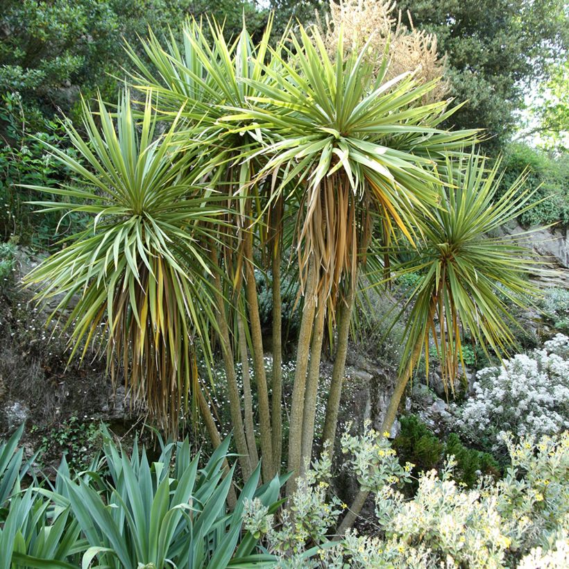 Cordyline australis - Cabbage Tree (Plant habit)