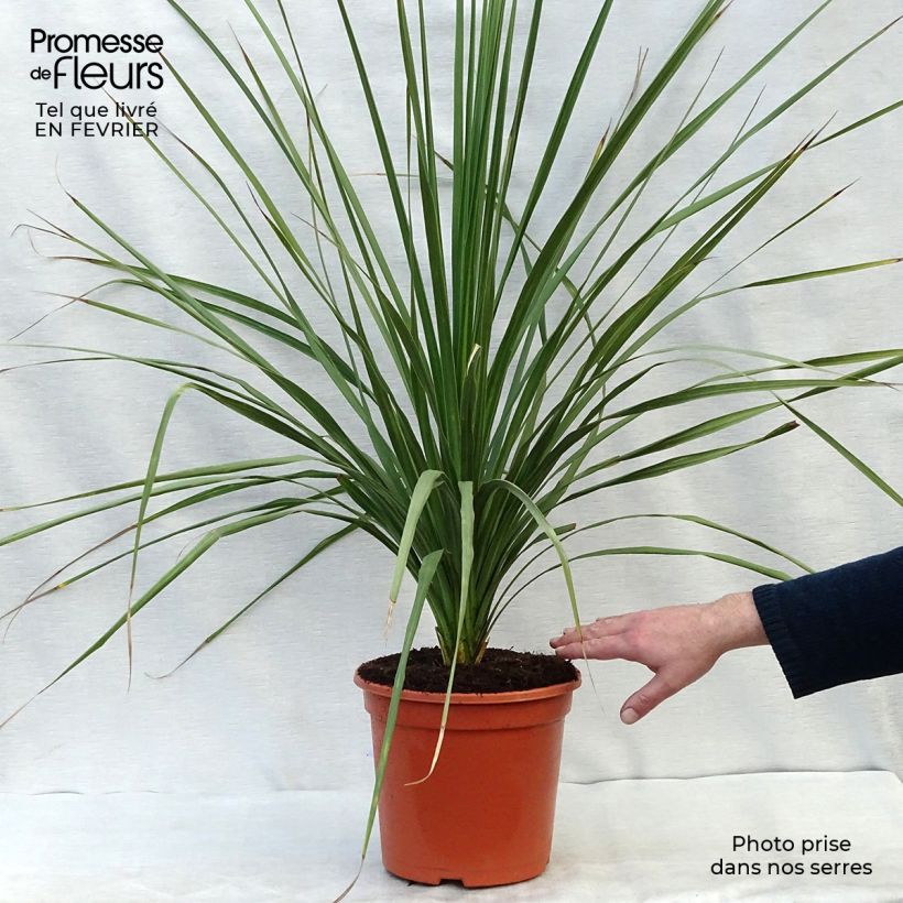 Cordyline australis - Cabbage Tree 6L/7L pot sample as delivered in winter
