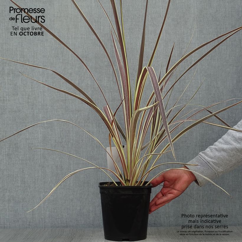 Cordyline banksii Electric Flash - Cabbage Tree 3L/4L pot sample as delivered in autumn