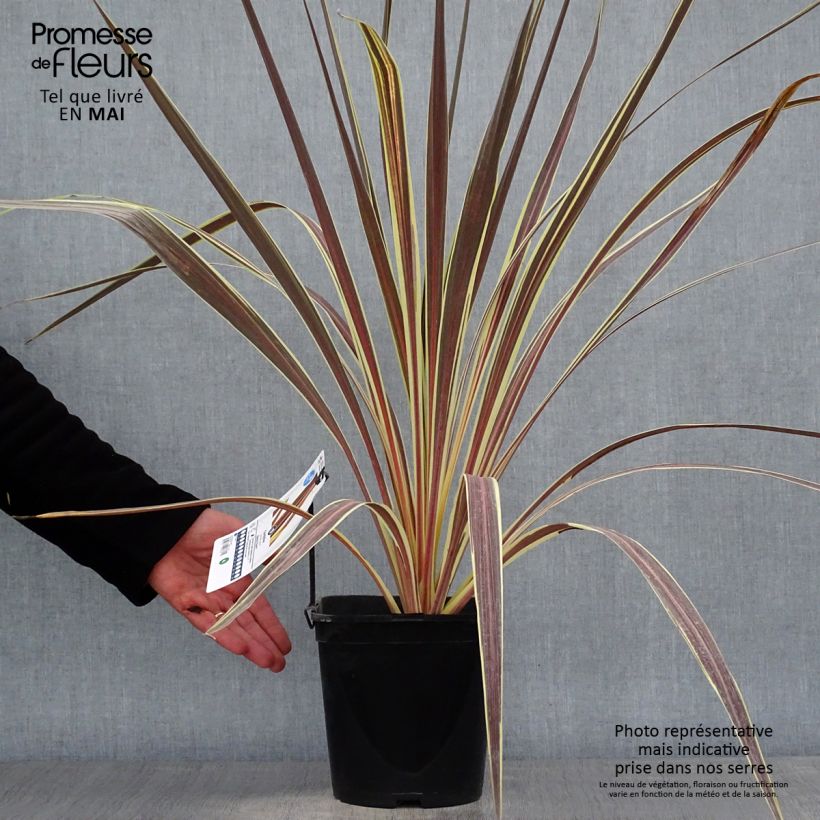 Cordyline banksii Electric Flash - Cabbage Tree 3L/4L pot sample as delivered in spring