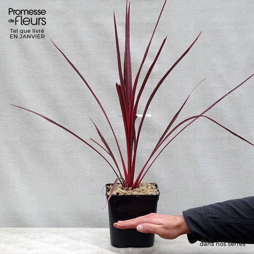 Cordyline banksii Electric Pink - Cabbage Tree 3L/4L pot sample as delivered in winter