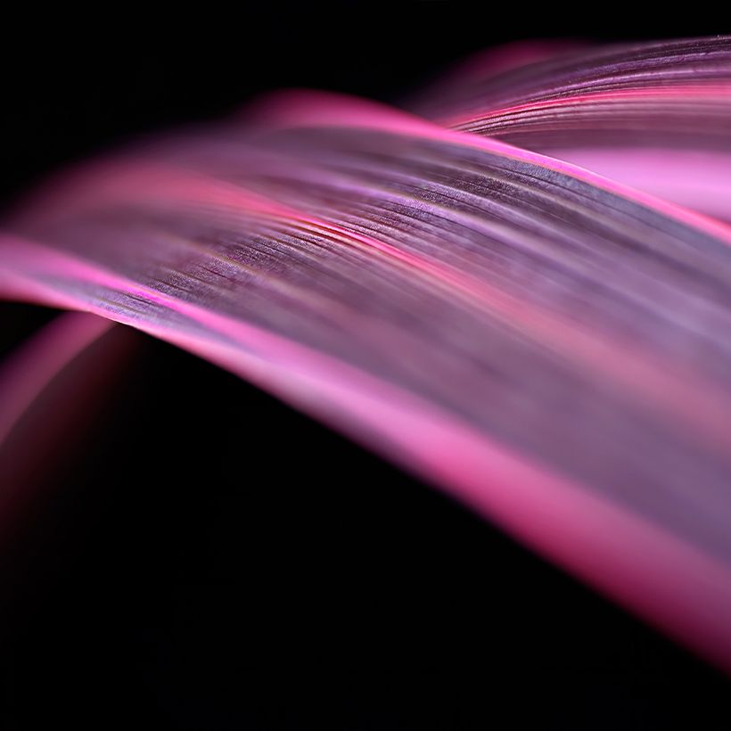 Cordyline banksii Electric Pink - Cabbage Tree (Foliage)