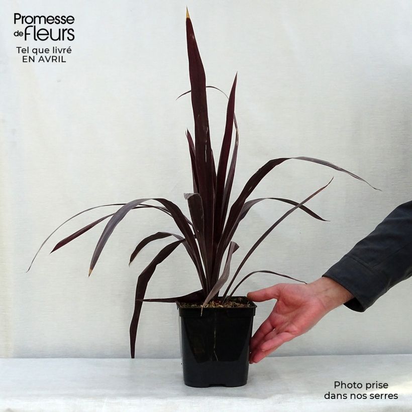Cordyline obtecta Superstar - Cabbage Tree 3L/4L pot sample as delivered in spring