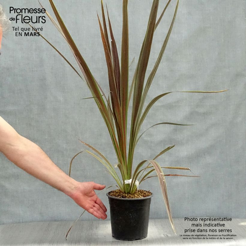 Cordyline banksii Electric Star - Cabbage Tree 3L/4L pot sample as delivered in spring