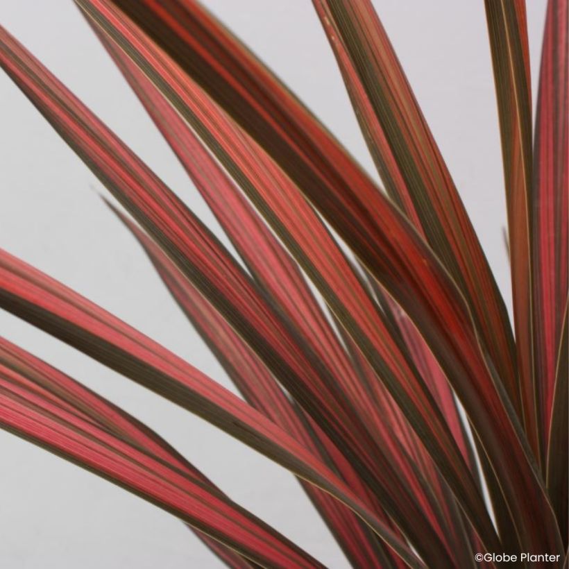 Cordyline australis Coral™ (Foliage)