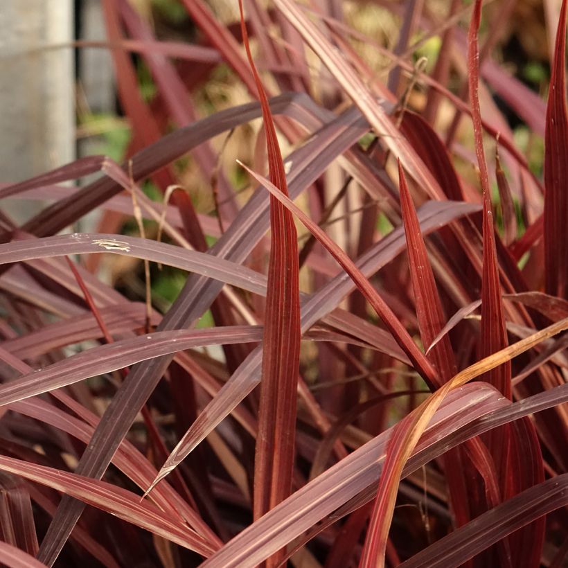 Cordyline australis Design a Line Burgundy (Foliage)