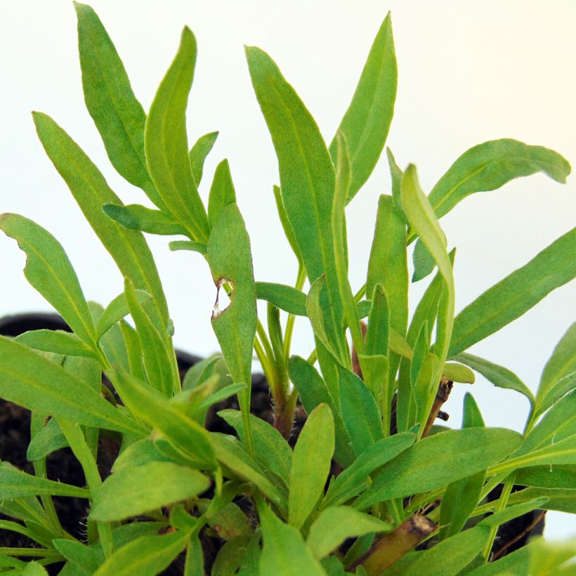 Coreopsis Cosmic Eye (Foliage)