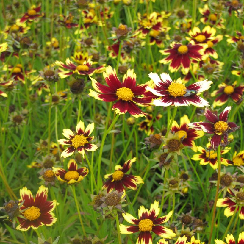 Coreopsis Cosmic Eye (Plant habit)