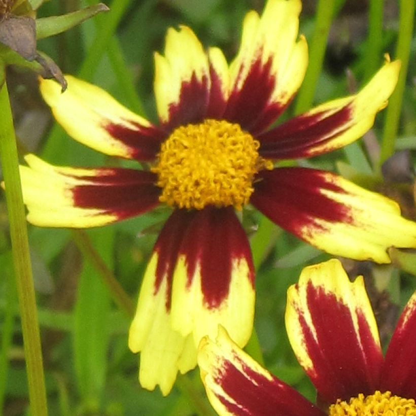 Coreopsis Cosmic Eye (Flowering)