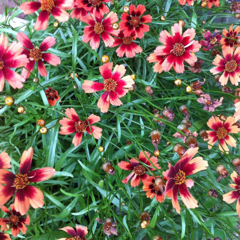 Coreopsis Desert Coral (Flowering)
