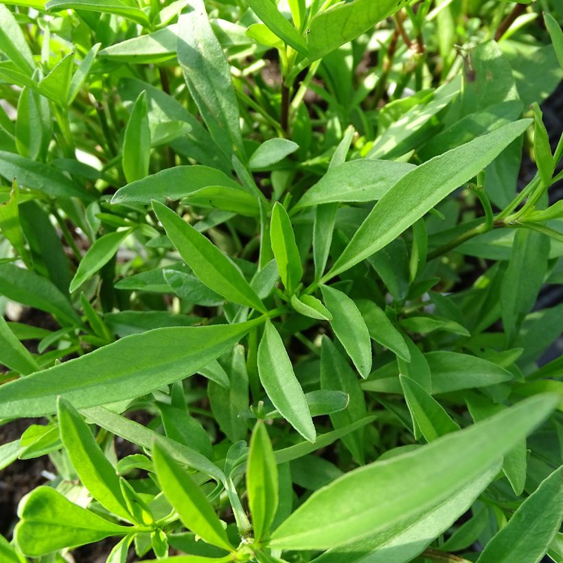 Coreopsis Full Moon Madness (Foliage)