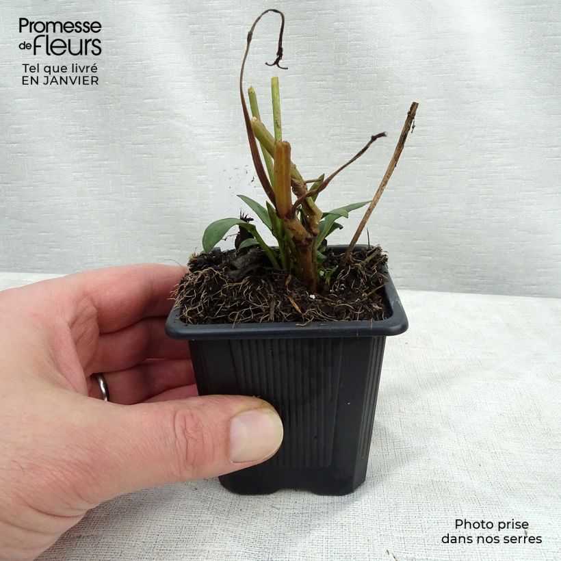 Coreopsis Full Moon Madness 8/9 cm pot sample as delivered in winter