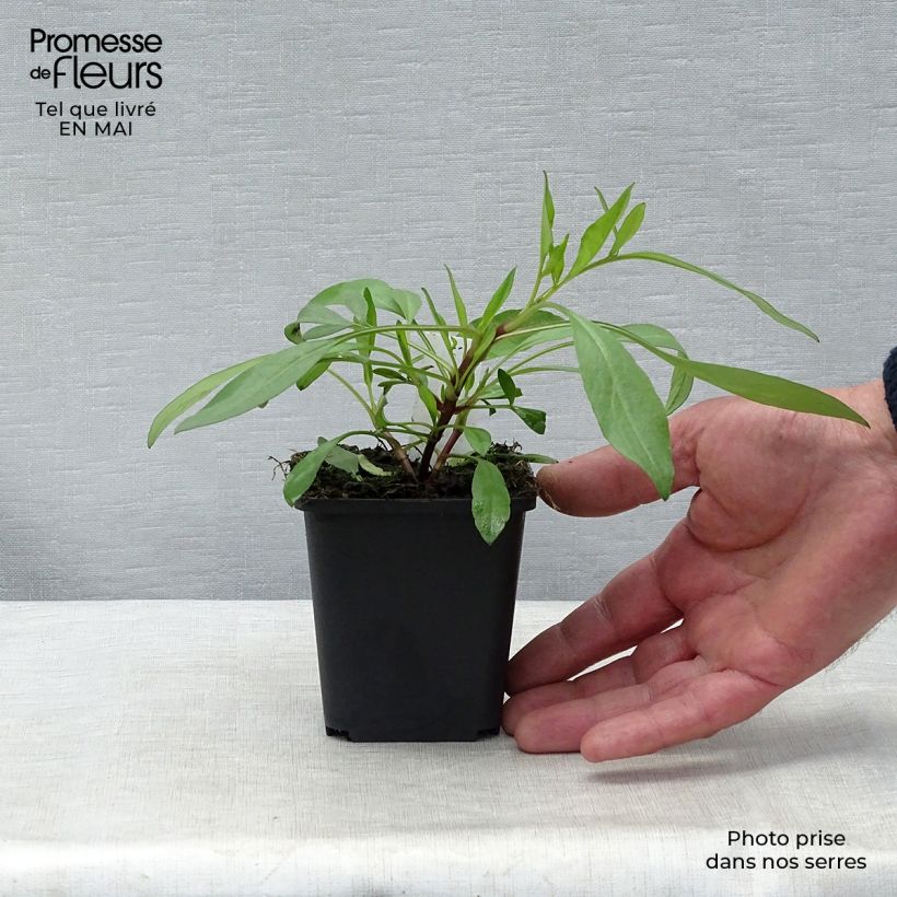 Coreopsis Full Moon Madness 8/9 cm pot sample as delivered in spring