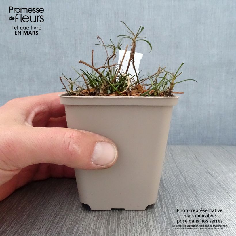 Coreopsis Limerock Passion 8/9 cm pot sample as delivered in spring