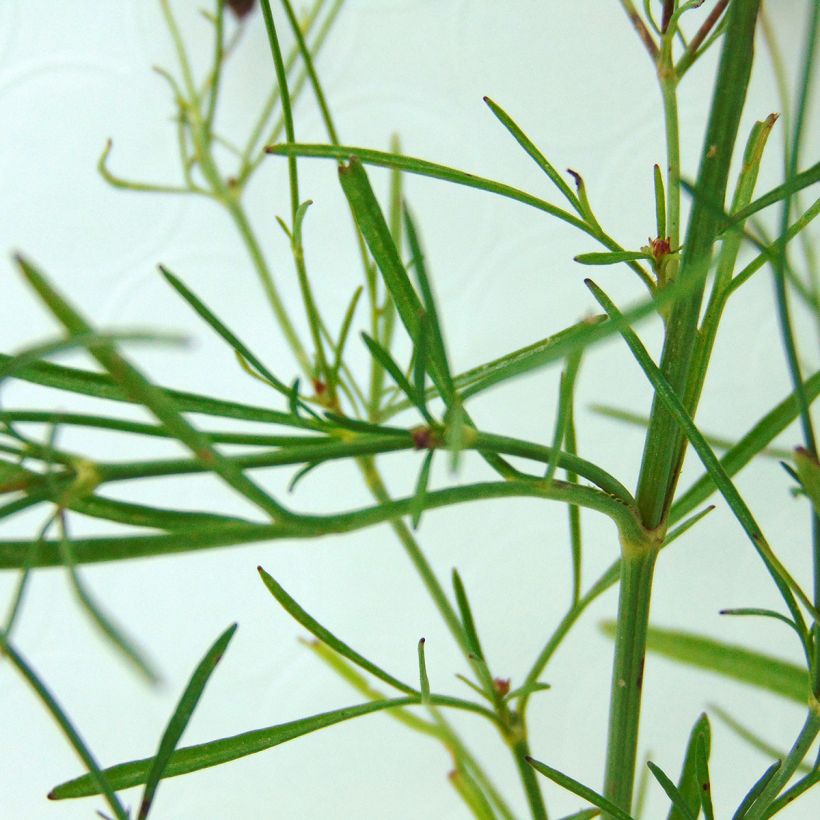 Coreopsis Limerock Ruby (Foliage)