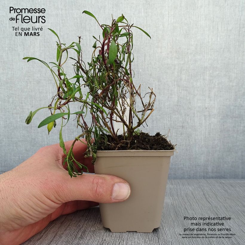 Coreopsis Limerock Ruby 8/9 cm pot sample as delivered in winter