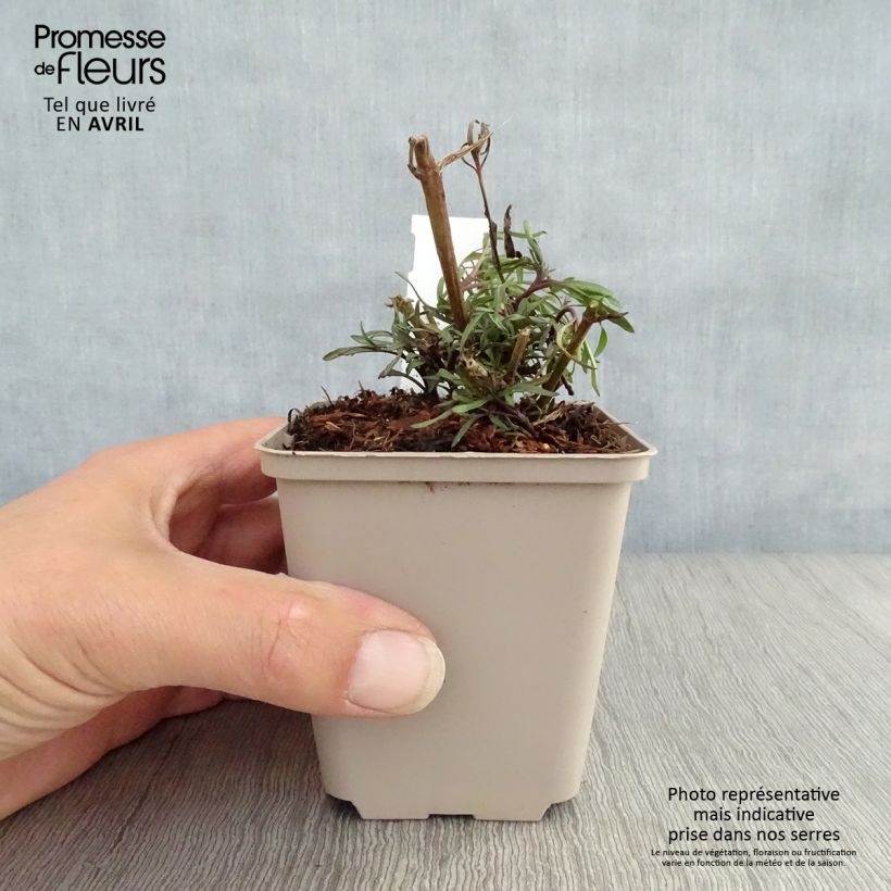 Coreopsis Madras Magic 8/9 cm pot sample as delivered in spring