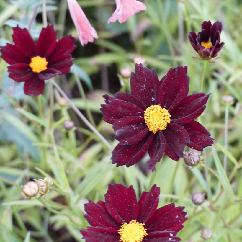 Coreopsis Mercury Rising (Flowering)