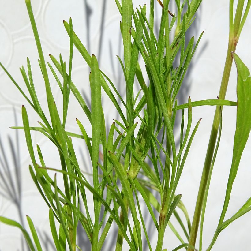 Coreopsis verticilliata Red Satin (Foliage)