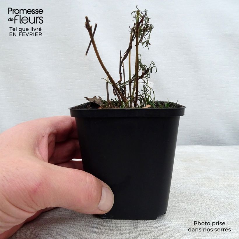 Coreopsis verticilliata Red Satin 8/9 cm pot sample as delivered in winter