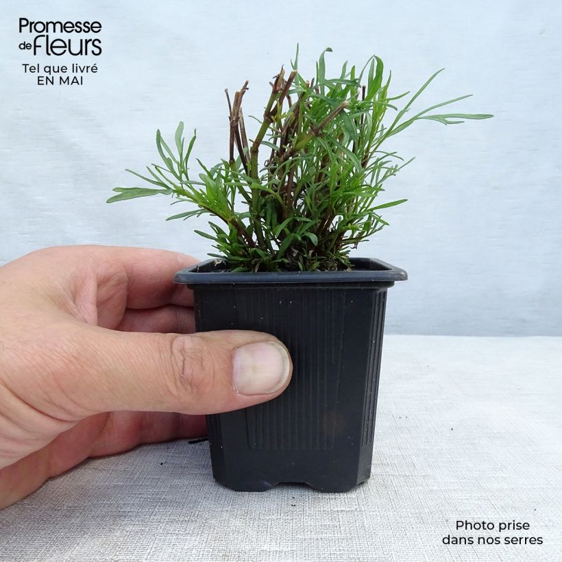 Coreopsis verticilliata Red Satin 8/9 cm pot sample as delivered in spring