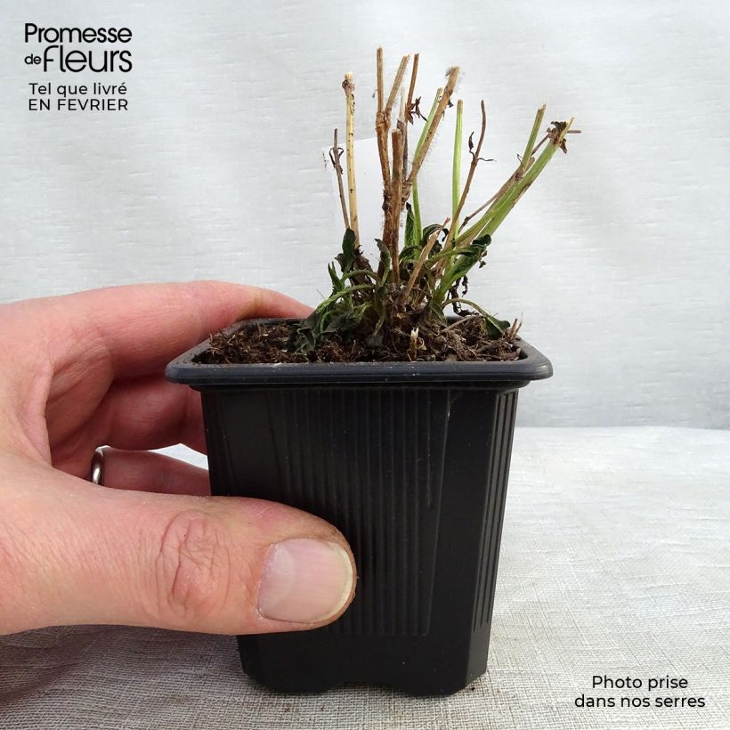 Coreopsis Redshift 8/9 cm pot sample as delivered in winter