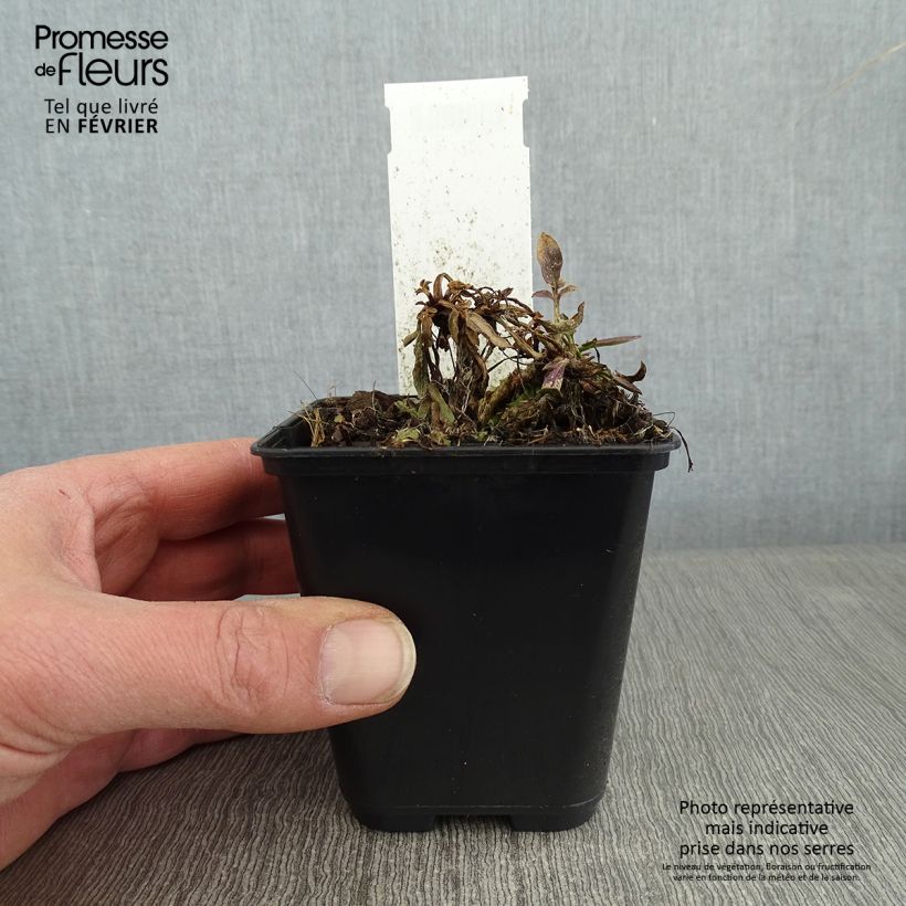 Coreopsis Tequila Sunrise 8/9 cm pot sample as delivered in winter