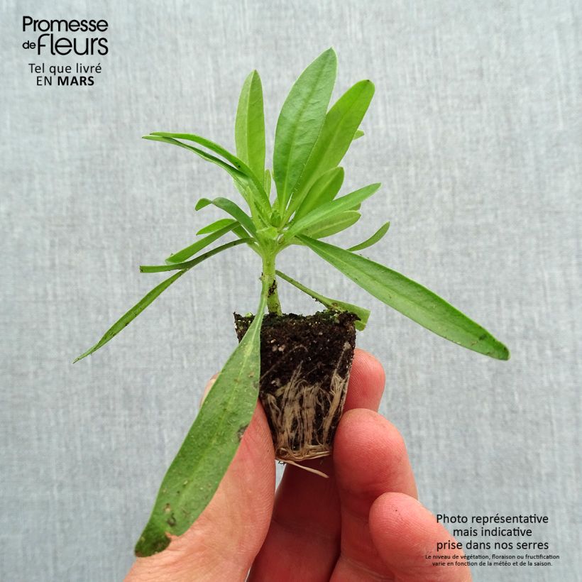 Coreopsis Uptick Gold and Bronze Plug plant 3/4cm sample as delivered in spring