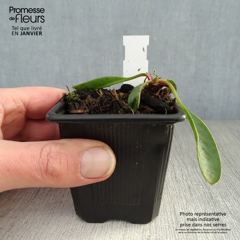 Coreopsis grandiflora Badengold 8/9 cm pot sample as delivered in winter