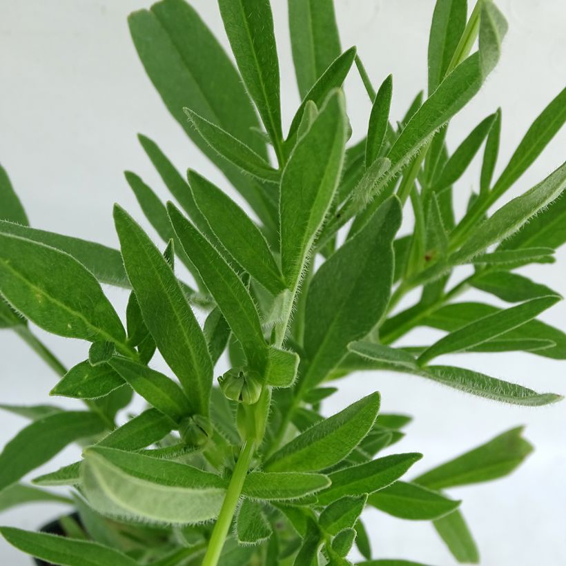 Coreopsis alpinus Early Sunrise (Foliage)