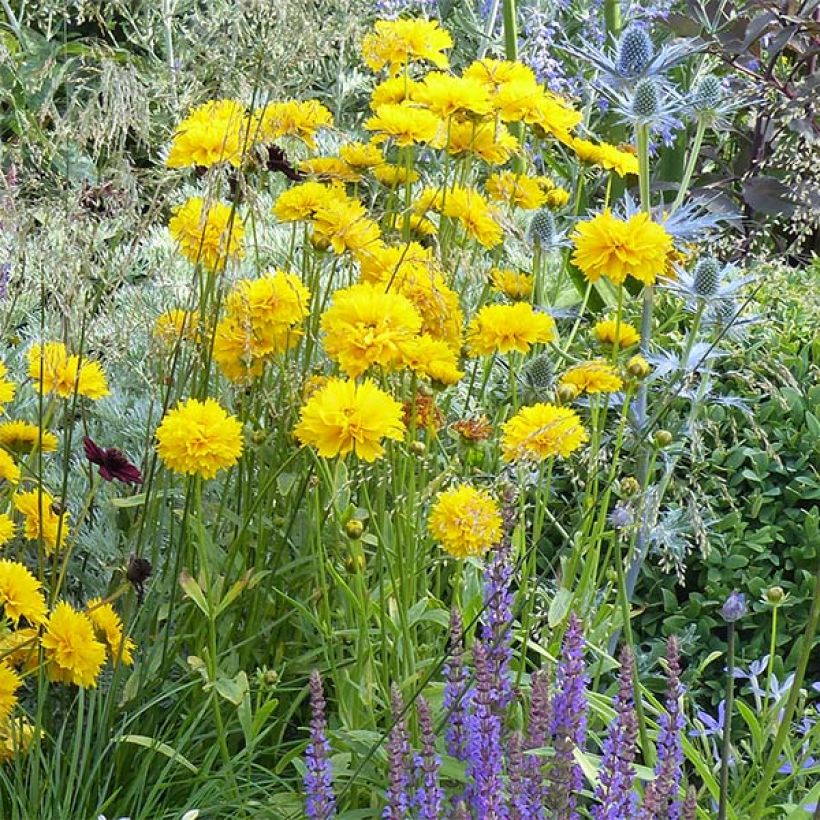 Coreopsis alpinus Early Sunrise (Plant habit)