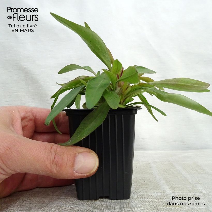 Coreopsis alpinus Early Sunrise 7/8 cm pot sample as delivered in winter