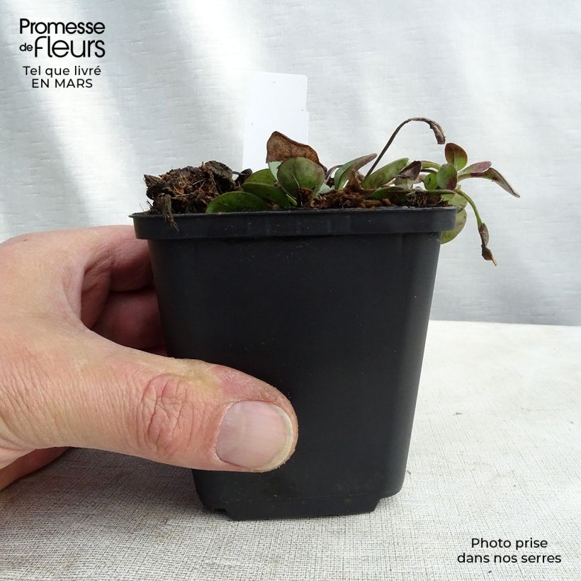 Coreopsis auriculata Nana 8/9 cm pot sample as delivered in spring