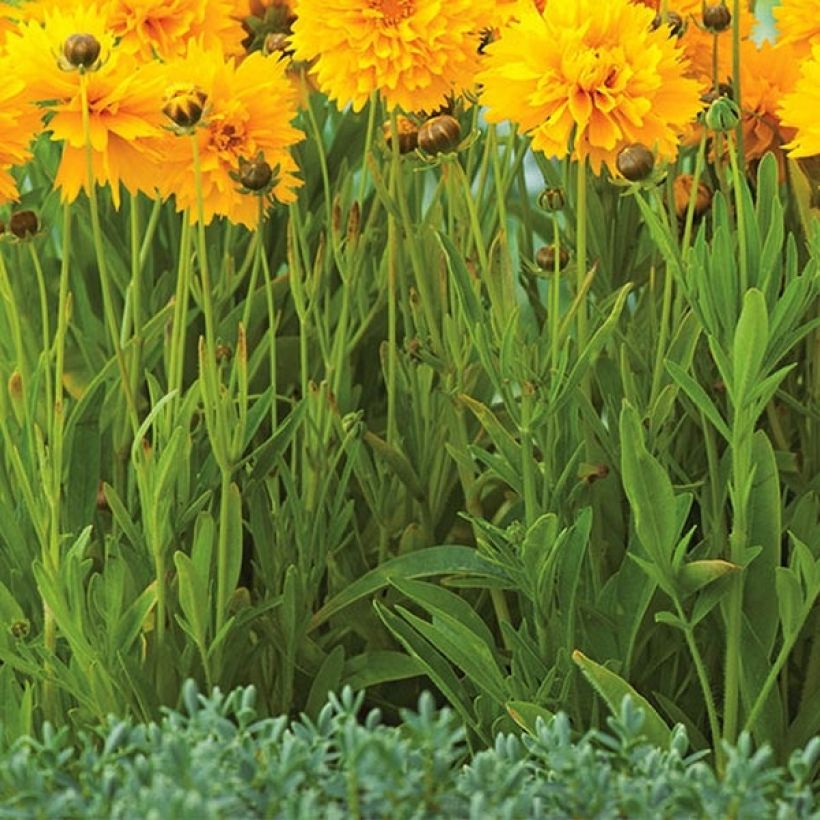 Coreopsis grandiflora Badengold (Foliage)