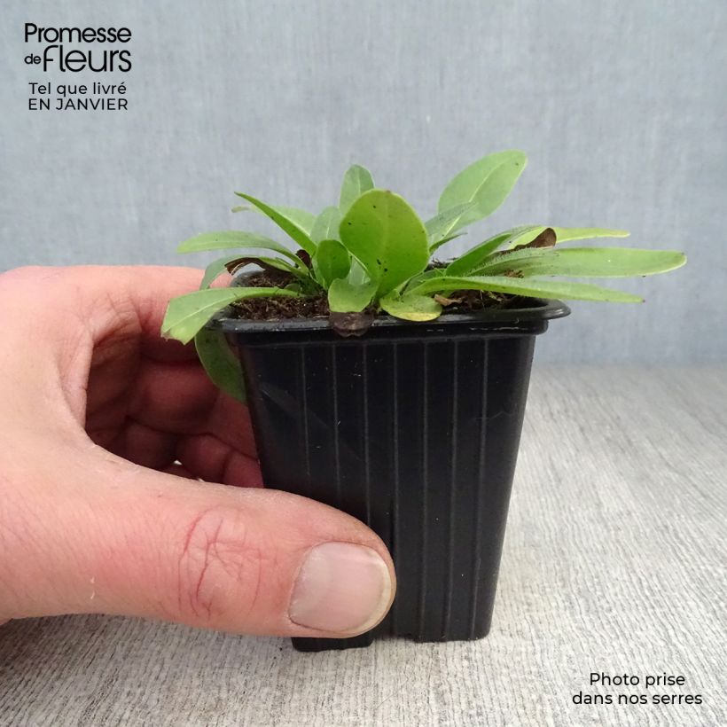 Coreopsis grandiflora Louis dOr 7/8 cm pot sample as delivered in winter