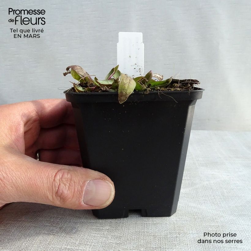 Coreopsis grandiflora Sonnenkind 8/9 cm pot sample as delivered in winter