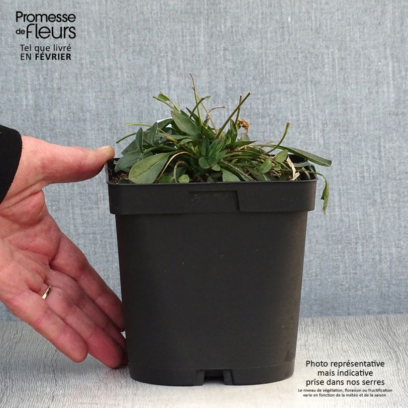 Coreopsis grandiflora Sonnenkind 2L/3L pot sample as delivered in winter