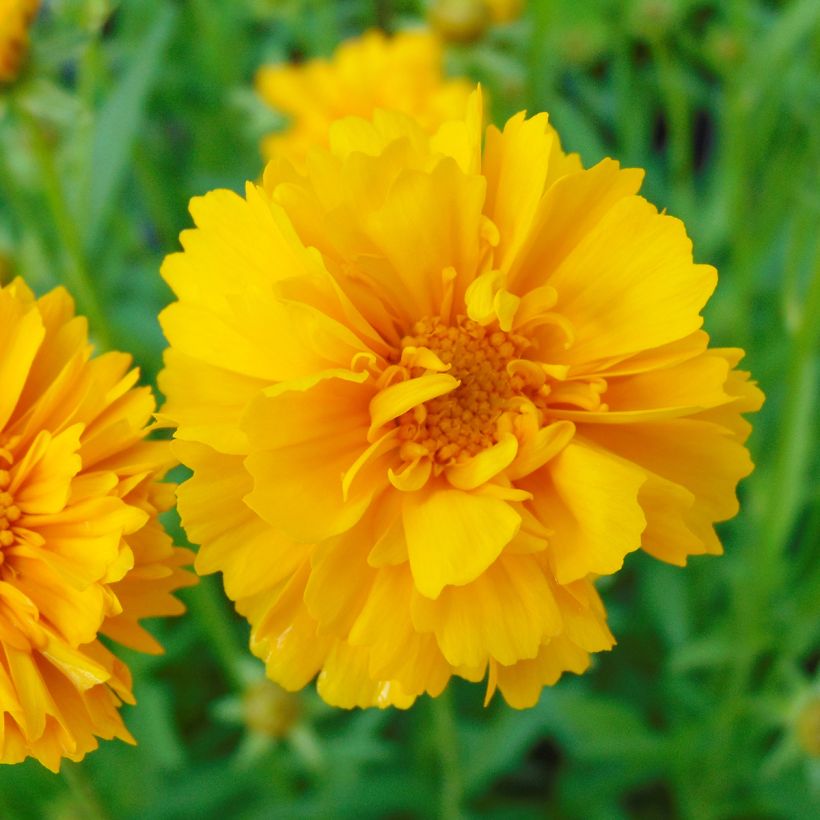 Coreopsis grandiflora Sunray (Flowering)
