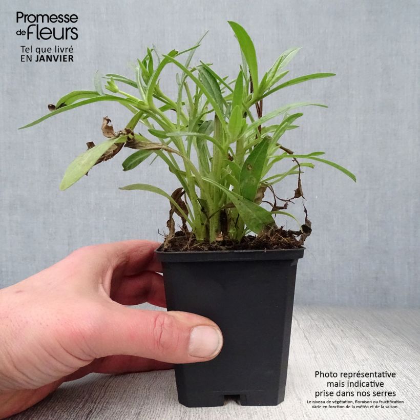 Coreopsis grandiflora Sunray 8/9 cm pot sample as delivered in winter