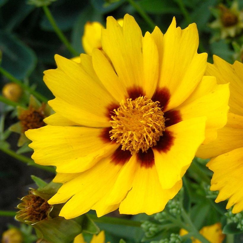 Coreopsis Baby Gold (Flowering)