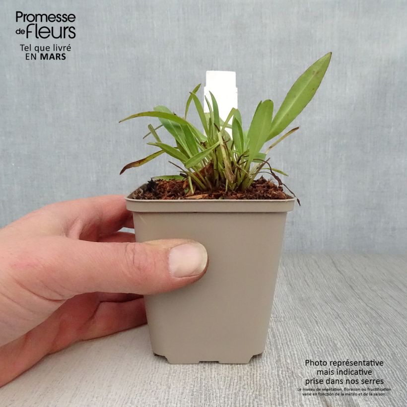 Coreopsis Baby Gold 8/9 cm pot sample as delivered in spring